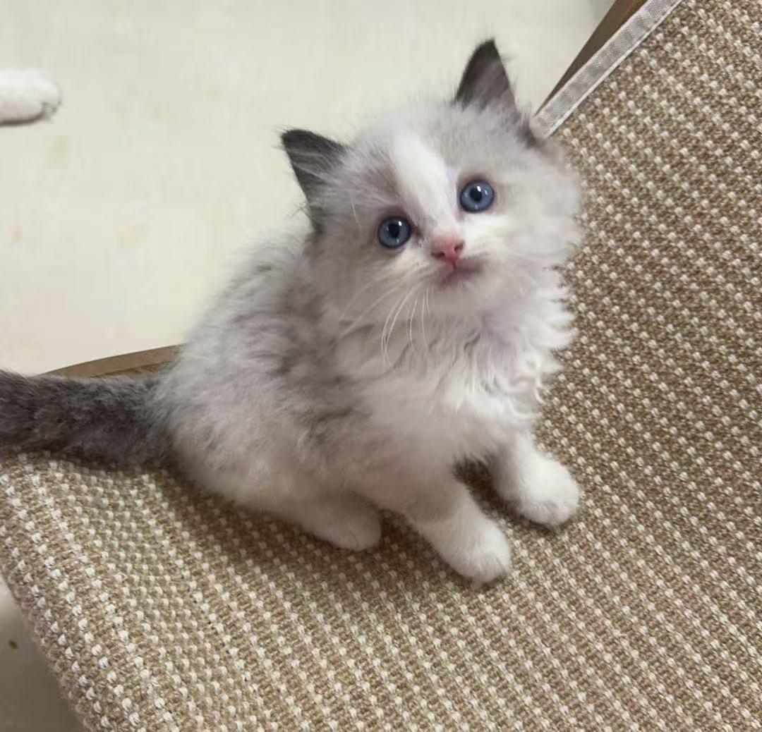 家养小布偶弟弟能吃猫粮会用猫砂